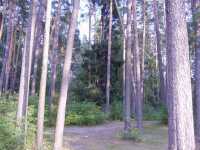 Лес в Заречье Павловского района.