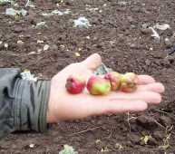 Второй в 2010 году урожай яблок в деревне Бандино.
