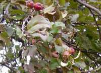 Второй за сезон урожай яблок в деревне Бандино.