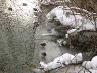 Дикие утки зимуют на речке Тарке в Павлове.